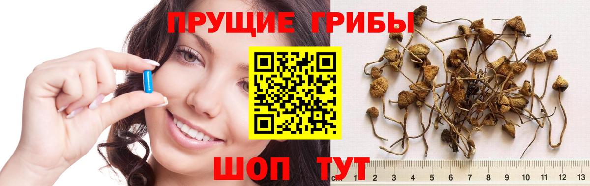 Омск  Псилоцибиновые грибы Psilocybe  Вход с VPN  Псилоцибиновые грибы ЛСД 